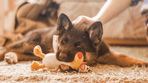 Animali domestici sani e felici risparmiando